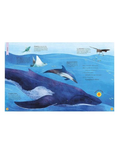 Little Tiger - Sounds of the Wild