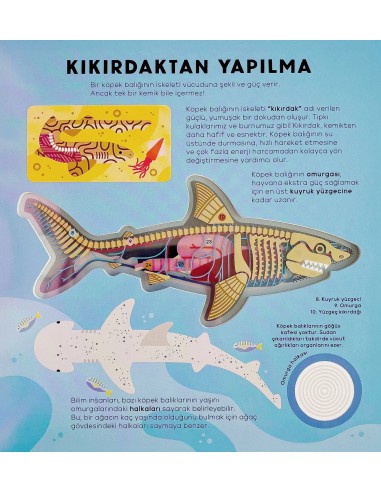 Megakids - Köpek Balığı Kitabı
